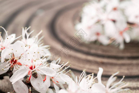 樱花盛开的花朵和可能在木制背景上的花卉质图片