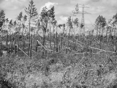 波兰北部卡舒比亚的灾难图片