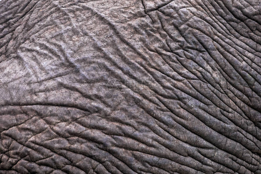 大象皱纹皮革模式近似抽象游猎主题和图片