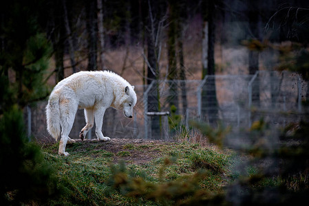 北极狼Canislupusarctos图片素材