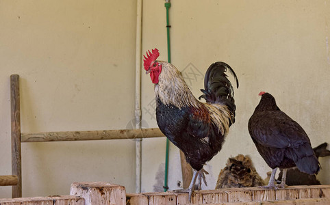 鸡在舍里被公鸡看守黑白羽毛的公鸡图片