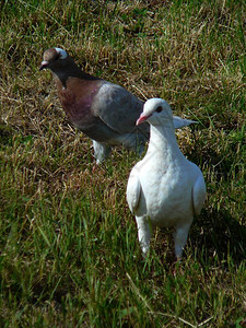 草地上的两只鸽子图片