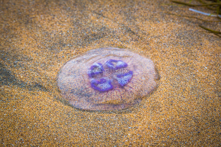 海岸上的紫色水母图片