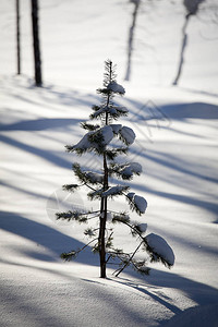 雪中的小松树图片