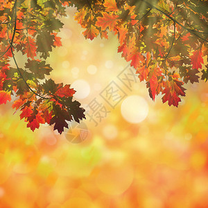 秋天的树叶秋季自然景观背景带有复制空间色调和模图片