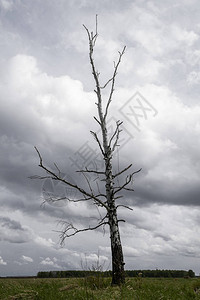在灰云背景的孤单干枯树上从底看图片