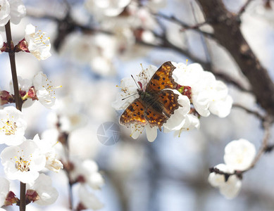 开花杏树上的蝴蝶图片