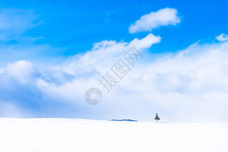 冬季寒雪季节美丽的户外自然景观和圣诞树图片