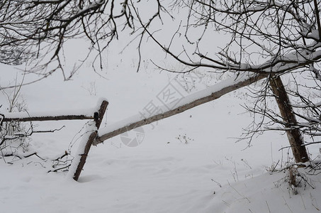 有雪的冬天风景图片