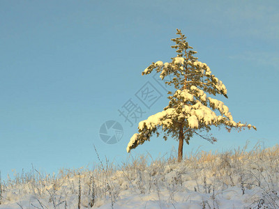 美丽的冬季景观松树覆盖着雪图片