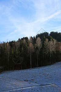 白雪皑的山坡上高大的树木下的道路图片