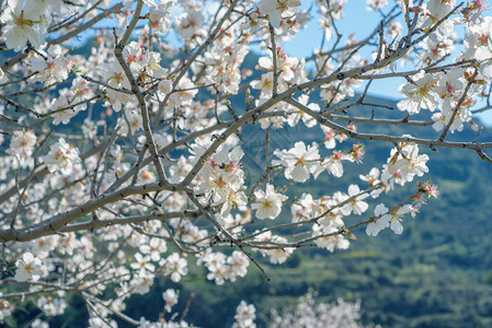 春天开白花的杏仁树枝图片