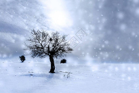 冬天只有一棵树蓝白背景图片