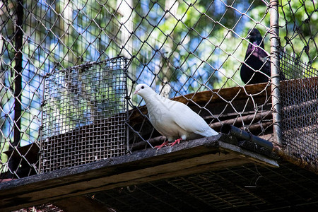 一只白鸽坐在笼子的边图片