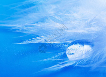 蓝色背景下的羽毛上的水滴图片