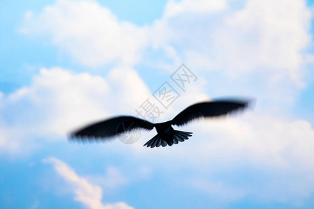 会飞的燕鸥蓝天白云背景图片
