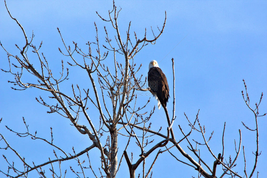 成年秃鹰坐在树顶上背景是蓝图片