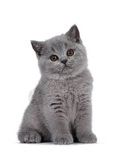 可爱的蓝色英国短发小猫图片