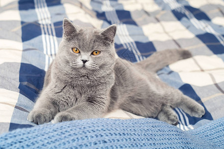 年轻的英国小猫在浅蓝色背景图片