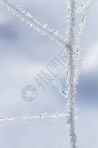 冬季的雪树图片