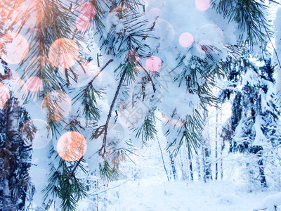 圣诞节冬季森林风景在寒冷的一天冰图片