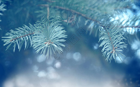 冬天模糊明亮的背景圣诞节风景图片