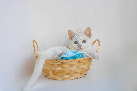 一只白猫躺在一个篮子里用白色背面的医学面具玩图片
