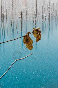 冬季北海道的蓝色池塘图片