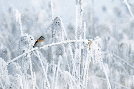 冬季自然和鸟类图片