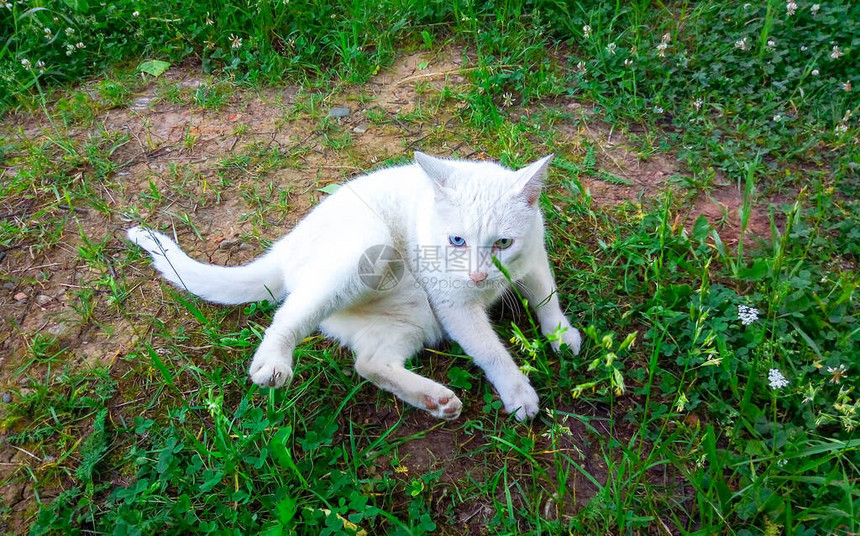 一只双眼不同的白宠物猫躺图片