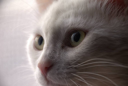 白猫的眼神图片