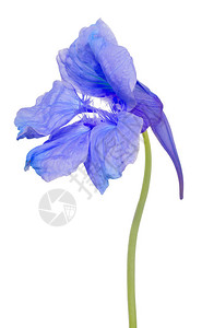 孤立在白色背景上的蓝色金莲花图片