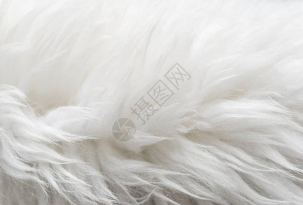 白毛羊毛纹理天然羊毛背景图片