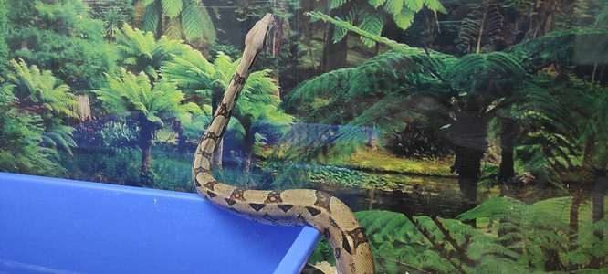 水族馆里的大蟒蛇图片
