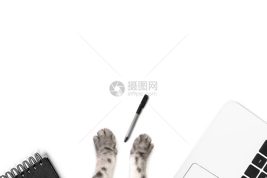 黑色笔记本和笔智能手机白色笔记本电脑白色背景上的灰色猫爪在家工作远程就业在线业务宠物的概念简图片