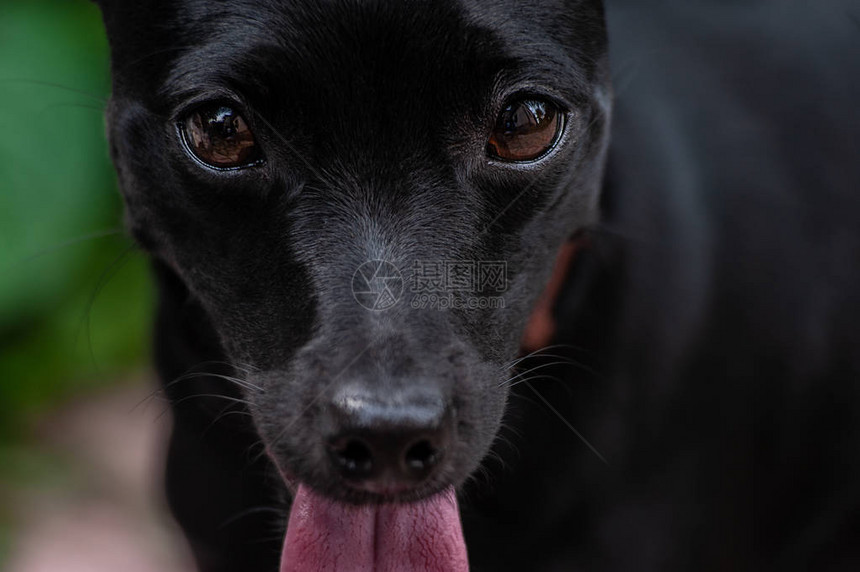 一只小黑狗的部分肖像