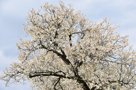 美丽盛开的樱花树图片