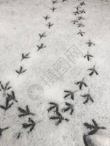 雪景中可爱的鸽子脚印图片