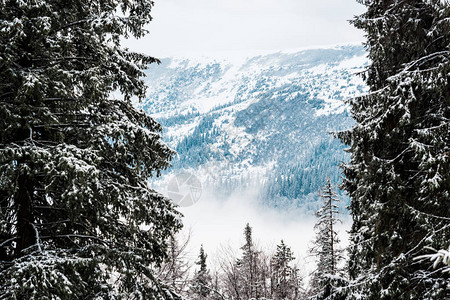 雪山松树美景图片