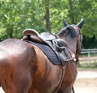 漂亮的手工盛装马鞍带周长马鞍背景图片