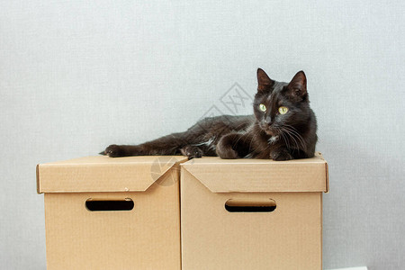 一只高贵的黑猫眼睛睁大背景图片