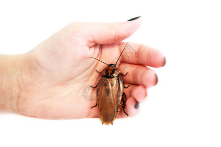蟑螂Blaberuscraniifer是一种南美蟑螂背景图片