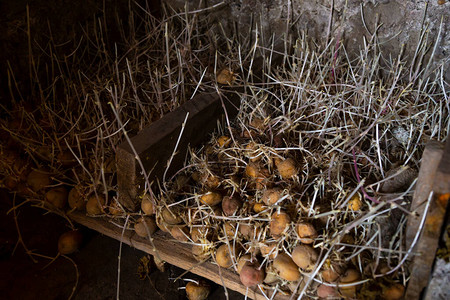 发芽的土豆用于在地窖中种植的土豆图片