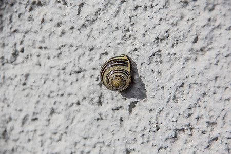 格罗夫蜗牛粘在白宫墙上图片