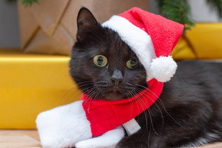 一只穿着圣诞老人西装的黑猫的画像图片