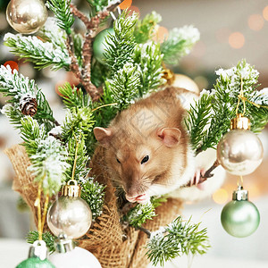 圣诞老鼠2020年新的象征鼠年年农历新年圣诞玩具图片