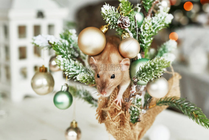 圣诞老鼠2020年新的象征鼠年年农历圣诞玩具图片