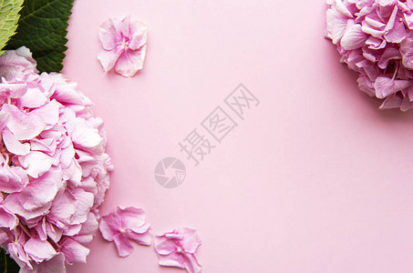 粉红背景的粉色花朵花图片