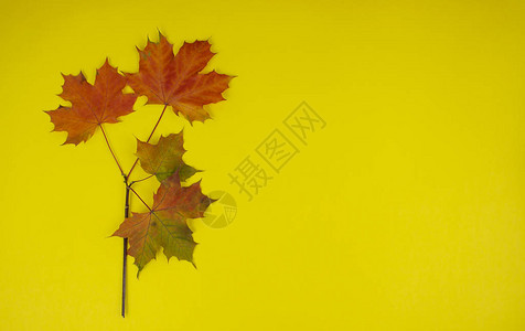 秋天的静物黄色背景与枫叶秋秋季节背景图片