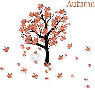 秋天的树木在阳光明媚的10月公园被傍晚的阳光照亮五颜六色的秋天风景图片
